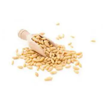 Common Pine Nuts